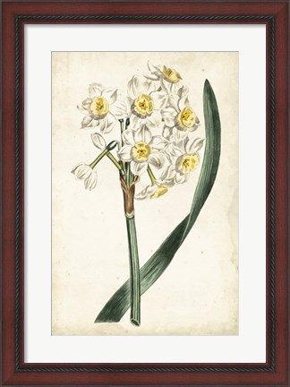 Framed Curtis Narcissus IV Print