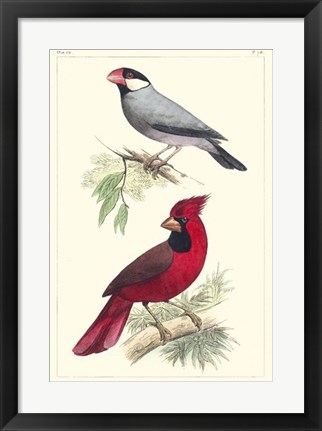 Framed Lemaire Birds I Print