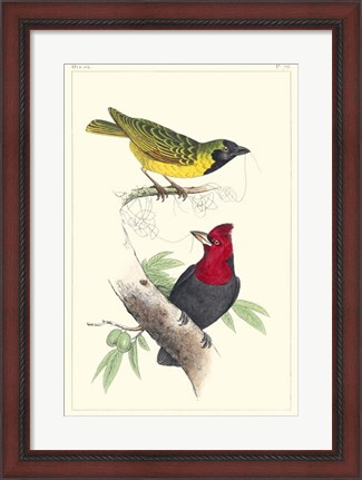 Framed Lemaire Birds II Print