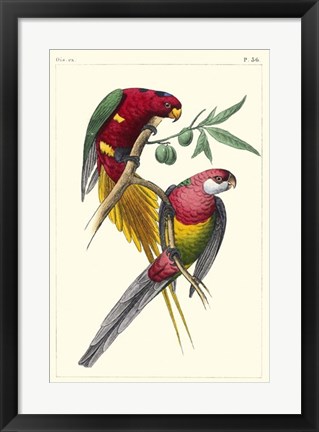 Framed Lemaire Parrots III Print