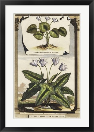 Framed Cyclamen Flore I Print