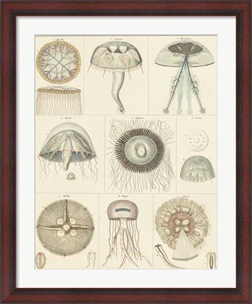 Framed Jellyfish Display Print