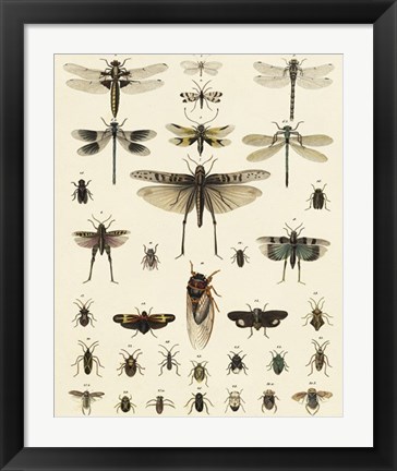 Framed Dragonfly Display Print