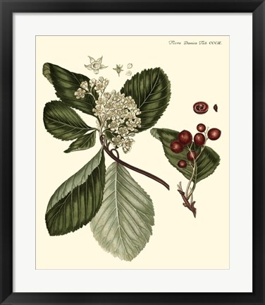 Framed Cherry Tree Print