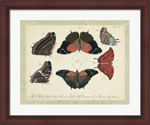 Framed Bookplate Butterflies Trio II Print