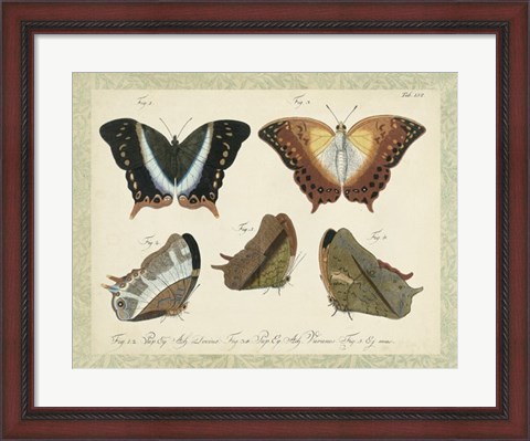 Framed Bookplate Butterflies Trio III Print