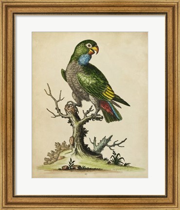Framed Paradise Parrots I Print