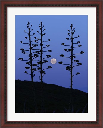 Framed moon rising between agave trees, Miramar, Argentina Print