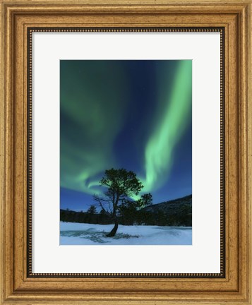 Framed Aurora Borealis Over a Tree Troms, Norway Print