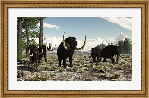 Framed Woolly Mammoths in the prehistoric northern hemisphere Print