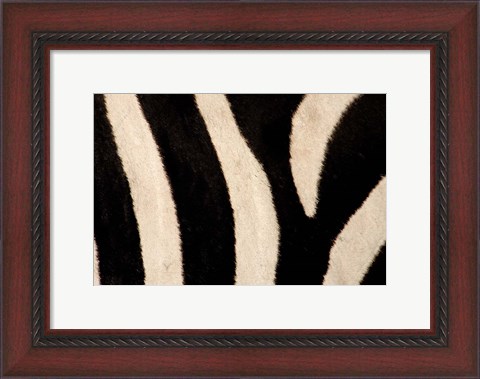 Framed Close-up of Zebra Stripes, Masai Mara, Kenya Print