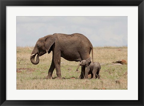 Framed African Elephant With Baby, Maasai Mara Game Reserve, Kenya Print