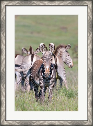 Framed Grevy&#39;s Zebra, Kenya Print
