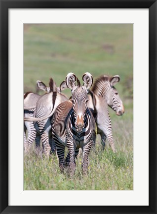 Framed Grevy&#39;s Zebra, Kenya Print