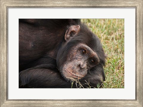 Framed Common Chimpanzee, Sweetwater Conservancy, Kenya Print