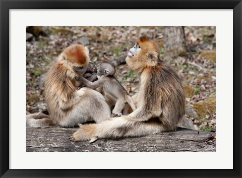 Framed Golden Monkeys with babies, Qinling Mountains, China Print