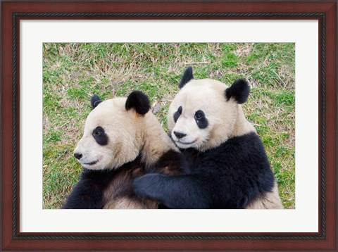 Framed Giant Panda, China Print