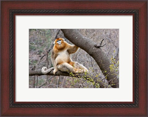 Framed Golden Monkey, Qinling Mountains, China Print