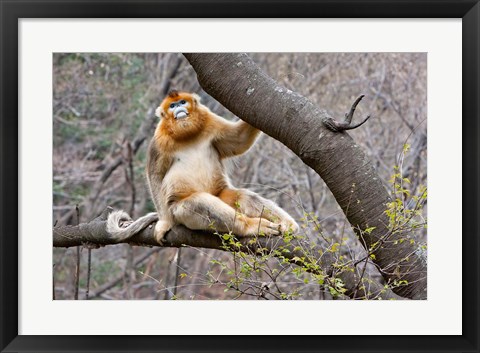 Framed Golden Monkey, Qinling Mountains, China Print