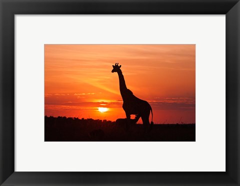 Framed Giraffe suckling young one, Maasai Mara Wildlife Reserve, Kenya Print