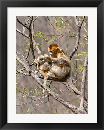 Framed Female Golden Monkey on a tree, Qinling Mountains, China Print