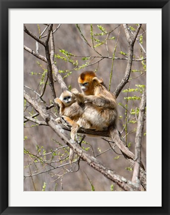 Framed Female Golden Monkey on a tree, Qinling Mountains, China Print