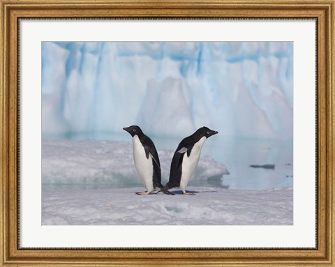 Framed Two Adelie Penguins, Antartica Print