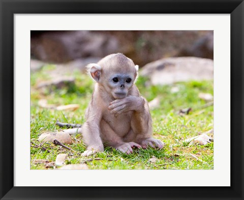 Framed Golden Monkeys, China Print