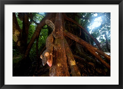 Framed Giant leaf-tailed gecko (Uroplatus fimbriatus), Nosy Mangabe Reserve, Madagascar Print