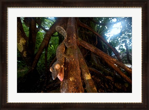 Framed Giant leaf-tailed gecko (Uroplatus fimbriatus), Nosy Mangabe Reserve, Madagascar Print