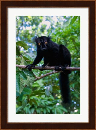 Framed Black Lemur male and female, Lokobe Nature Special Reserve, Northern Madagascar Print