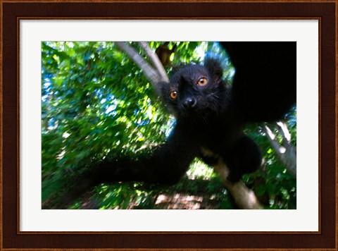 Framed Black Lemurs, Northern Madagascar Print