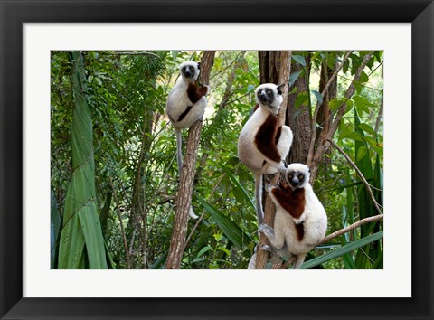 Framed Coquerel&#39;s sifakas, (Propithecus coquereli), Madagascar Print