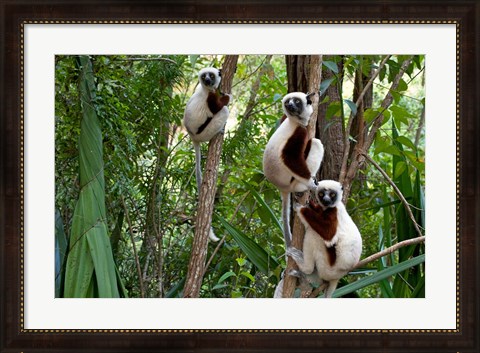 Framed Coquerel&#39;s sifakas, (Propithecus coquereli), Madagascar Print