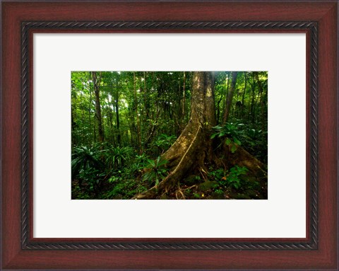 Framed Forest scene in Masoala National Park Print