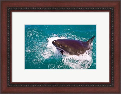 Framed Great White Shark, Capetown, False Bay, South Africa Print