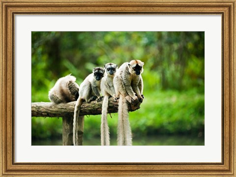 Framed Group of Verreaux&#39;s sifaka, Ile Aux Lemuriens, Andasibe, Madagascar. Print
