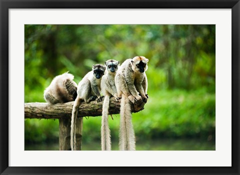 Framed Group of Verreaux&#39;s sifaka, Ile Aux Lemuriens, Andasibe, Madagascar. Print