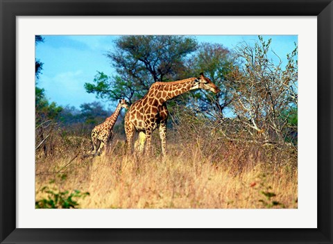 Framed Adult and baby Cape Giraffe, (Giraffa camelopardalis giraffa), Kruger National park, South Africa Print