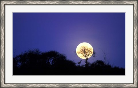 Framed Full Moon Rises Above Acacia Tree, Amboseli National Park, Kenya Print