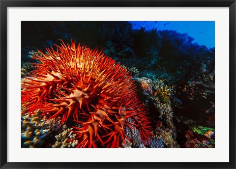 Framed Crown-of-Thorns Starfish at Daedalus Reef, Red Sea, Egypt Print