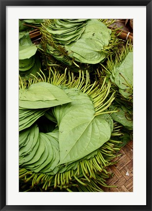 Framed Betel Leaves (Piper Betle) Used to Make Quids For Sale at Market, Myanmar Print