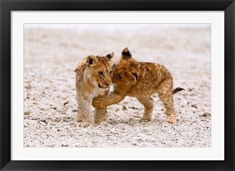 Framed Africa, Two lion cubs play fighting on the Etosha Pan Print
