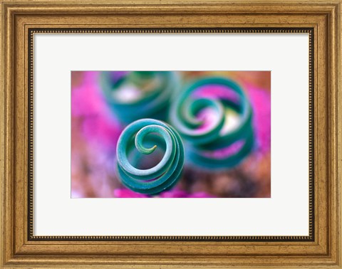 Framed Curled Lily Leaves, Namaqualand, South Africa Print