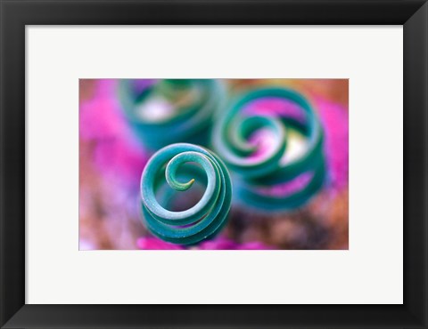 Framed Curled Lily Leaves, Namaqualand, South Africa Print