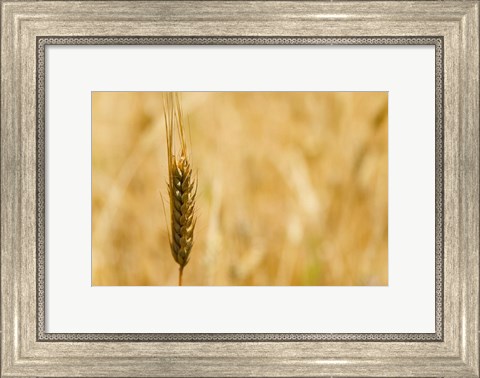 Framed Closeup of Barley, East Himalayas, Tibet, China Print