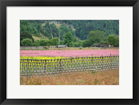 Framed Farmland of Canola and Buckwheat, Bumthang, Bhutan Print