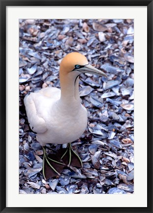 Framed Cape Gannet on the Coast, South Africa Print