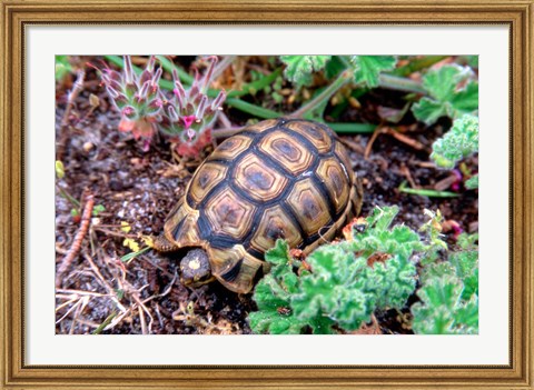 Framed Angulate Tortoise in Flowers, South Africa Print