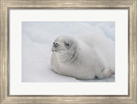 Framed Antarctica, White Crabeater seal on iceberg Print